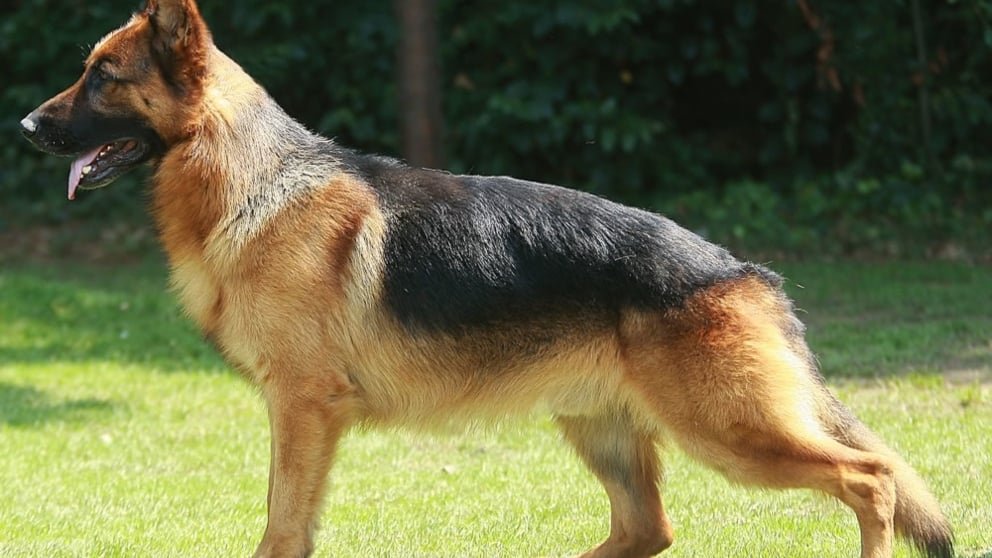 perrito2
